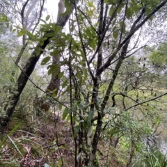 Callicoma serratifolia at Wildes Meadow, NSW - 2 Apr 2023