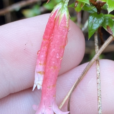 Epacris longiflora (Fuchsia Heath) at Wildes Meadow, NSW - 2 Apr 2023 by Tapirlord