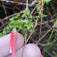 Epacris longiflora at Wildes Meadow, NSW - 2 Apr 2023