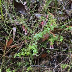 Epacris longiflora at Wildes Meadow, NSW - 2 Apr 2023 10:19 AM