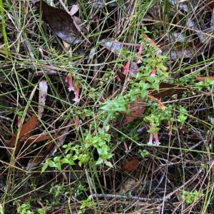 Epacris longiflora at Wildes Meadow, NSW - 2 Apr 2023