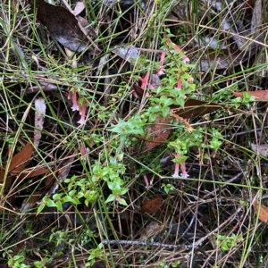 Epacris longiflora at Wildes Meadow, NSW - 2 Apr 2023