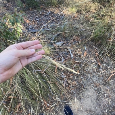 Rytidosperma pallidum (Red-anther Wallaby Grass) at Black Mountain - 17 Mar 2023 by Tapirlord