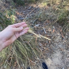 Rytidosperma pallidum at Acton, ACT - 18 Mar 2023