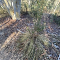 Rytidosperma pallidum at Acton, ACT - 18 Mar 2023 08:48 AM