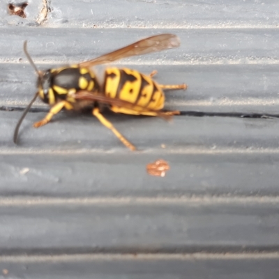 Vespula germanica (European Wasp, German Yellowjacket Wasp) at Yaouk, NSW - 11 Apr 2023 by JARS