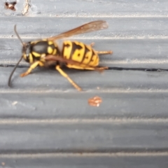 Vespula germanica (European wasp) at Yaouk, NSW - 11 Apr 2023 by JARS