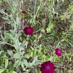 Silene coronaria (Rose Campion) at Wamboin, NSW - 4 Feb 2023 by natureguy