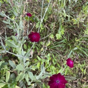 Silene coronaria at Wamboin, NSW - 4 Feb 2023 03:09 PM