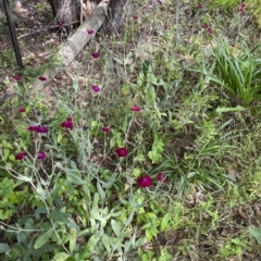 Silene coronaria at Wamboin, NSW - 4 Feb 2023 03:09 PM