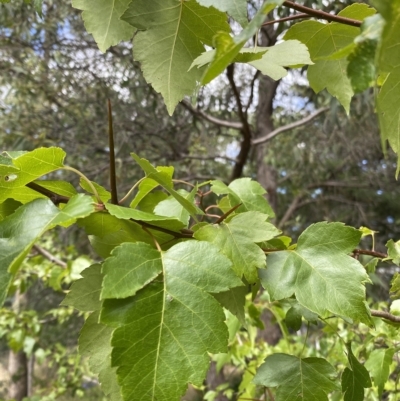 Crataegus laevigata (English Hawthorn) at Wamboin, NSW - 4 Feb 2023 by natureguy