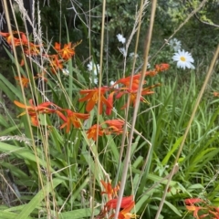 Crocosmia x crocosmiiflora (Montbretia) at Wamboin, NSW - 4 Feb 2023 by natureguy