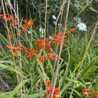 Crocosmia x crocosmiiflora (Montbretia) at Wamboin, NSW - 4 Feb 2023 by natureguy