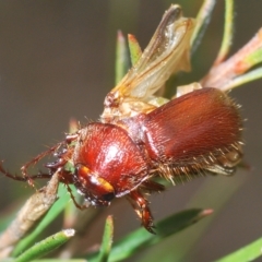 Melolonthinae (subfamily) (Cockchafer) at Manar, NSW - 14 Apr 2023 by Harrisi
