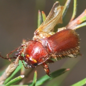 Melolonthinae (subfamily) at Manar, NSW - 14 Apr 2023 11:21 AM