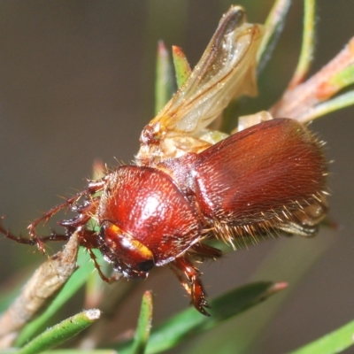 Melolonthinae sp. (subfamily) (Cockchafer) at QPRC LGA - 14 Apr 2023 by Harrisi