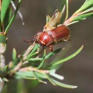 Melolonthinae (subfamily) at Manar, NSW - 14 Apr 2023 11:21 AM