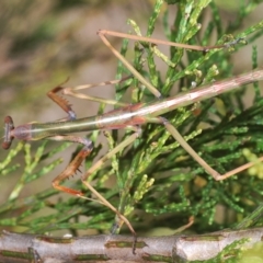Unidentified Praying mantis (Mantodea) at Stromlo, ACT - 15 Apr 2023 by Harrisi