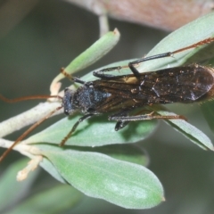 Myrmecia sp. (genus) (Bull ant or Jack Jumper) at Larbert, NSW - 14 Apr 2023 by Harrisi