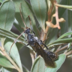 Thynninae (subfamily) at Larbert, NSW - 14 Apr 2023