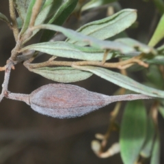 Thynninae (subfamily) at Larbert, NSW - 14 Apr 2023 11:59 AM