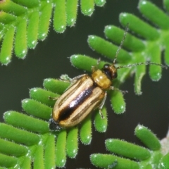 Monolepta froggatti (Leaf beetle) at QPRC LGA - 14 Apr 2023 by Harrisi