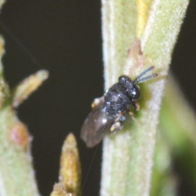 Chalcididae (family) (Unidentified chalcid wasp) at QPRC LGA - 14 Apr 2023 by Harrisi
