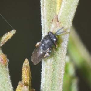 Chalcididae (family) at Mulloon, NSW - 14 Apr 2023 03:30 PM