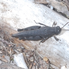 Cirphula pyrrhocnemis (Variable Cirphula) at Stromlo, ACT - 15 Apr 2023 by Harrisi