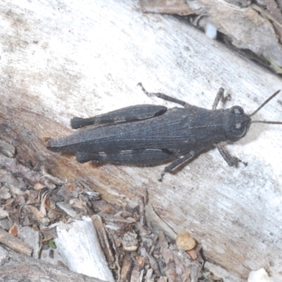 Cirphula pyrrhocnemis (Variable Cirphula) at Piney Ridge - 15 Apr 2023 by Harrisi