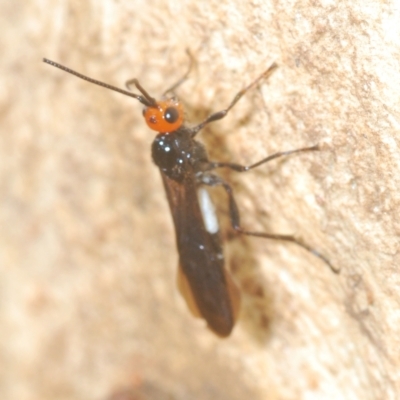 Callibracon capitator (White Flank Black Braconid Wasp) at Block 402 - 15 Apr 2023 by Harrisi