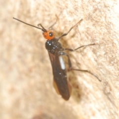 Callibracon capitator (White Flank Black Braconid Wasp) at Stromlo, ACT - 15 Apr 2023 by Harrisi