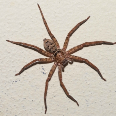 Unidentified Spider (Araneae) at Ormiston, QLD - 15 Apr 2023 by TimL