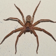 Heteropoda jugulans at Ormiston, QLD - 16 Apr 2023 09:42 AM