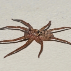 Heteropoda jugulans at Ormiston, QLD - 16 Apr 2023 09:42 AM