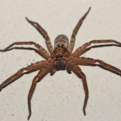 Heteropoda jugulans at Ormiston, QLD - 16 Apr 2023 09:42 AM