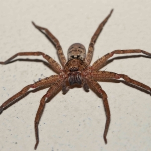 Heteropoda jugulans at Ormiston, QLD - 16 Apr 2023 09:42 AM