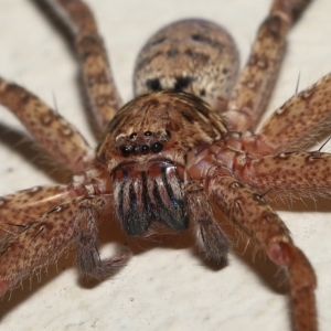 Heteropoda jugulans at Ormiston, QLD - 16 Apr 2023 09:42 AM