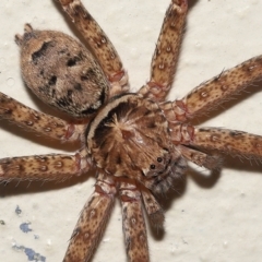 Heteropoda jugulans (Brown Huntsman Spider) at Ormiston, QLD - 16 Apr 2023 by TimL