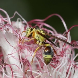 Ropalidia romandi at Wellington Point, QLD - suppressed
