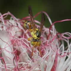 Ropalidia romandi at Wellington Point, QLD - suppressed