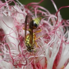 Ropalidia romandi at Wellington Point, QLD - suppressed
