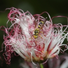 Ropalidia romandi at Wellington Point, QLD - suppressed