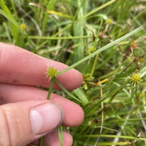 Cyperus sphaeroideus at Wamboin, NSW - 4 Feb 2023