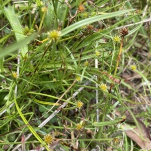 Cyperus sphaeroideus at Wamboin, NSW - 4 Feb 2023 03:12 PM