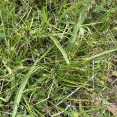 Cyperus sphaeroideus at Wamboin, NSW - 4 Feb 2023 03:12 PM