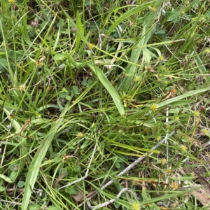 Cyperus sphaeroideus at Wamboin, NSW - 4 Feb 2023