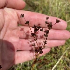 Juncus articulatus at Wamboin, NSW - 4 Feb 2023 03:16 PM