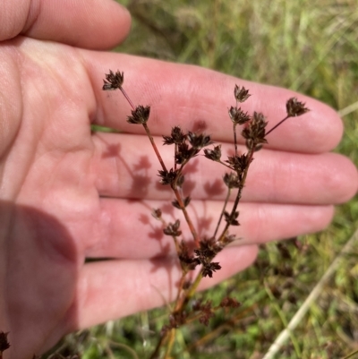 Juncus articulatus (A Rush) at Wamboin, NSW - 4 Feb 2023 by natureguy