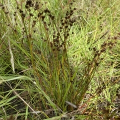 Juncus articulatus at Wamboin, NSW - 4 Feb 2023